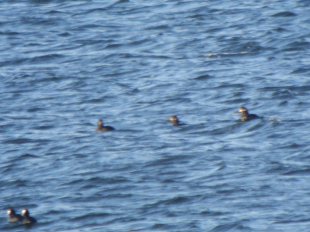 Velvet Scoter - ML646633009