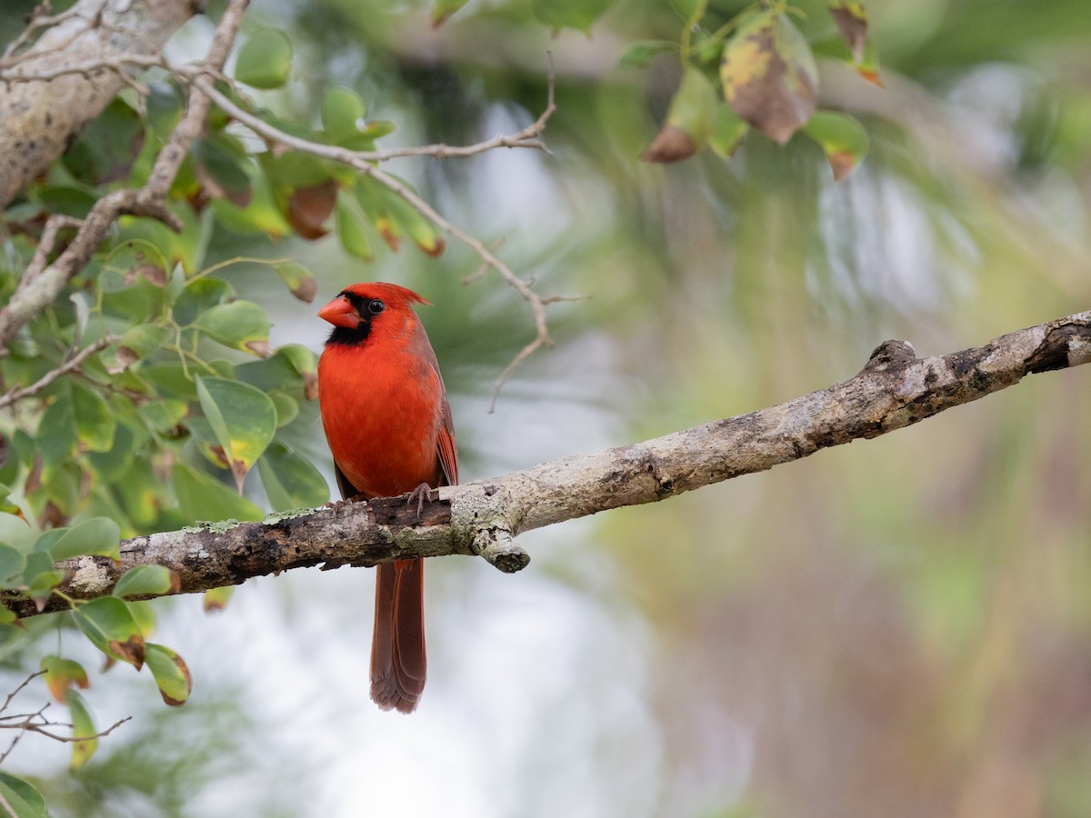 Northern Cardinal - ML646633013