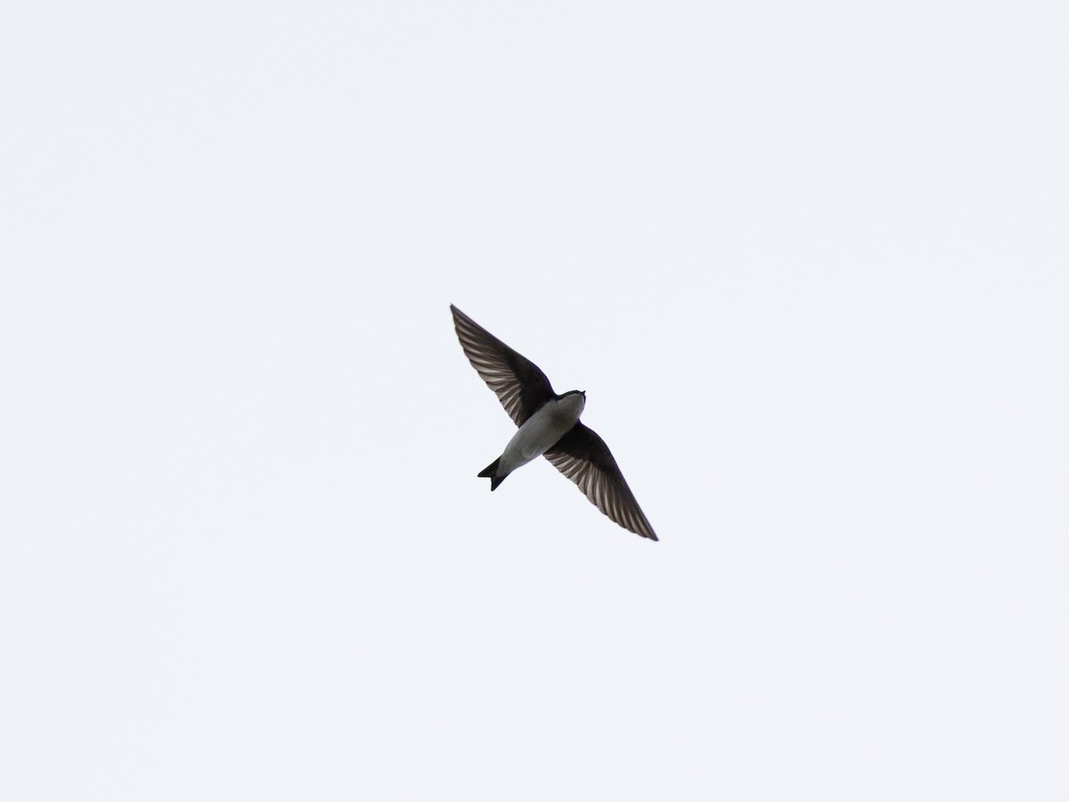 Tree Swallow - ML646633014