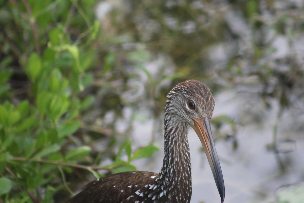 Limpkin - ML646633023