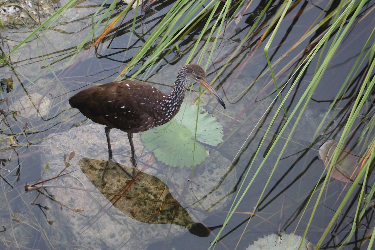 Limpkin - ML646633025