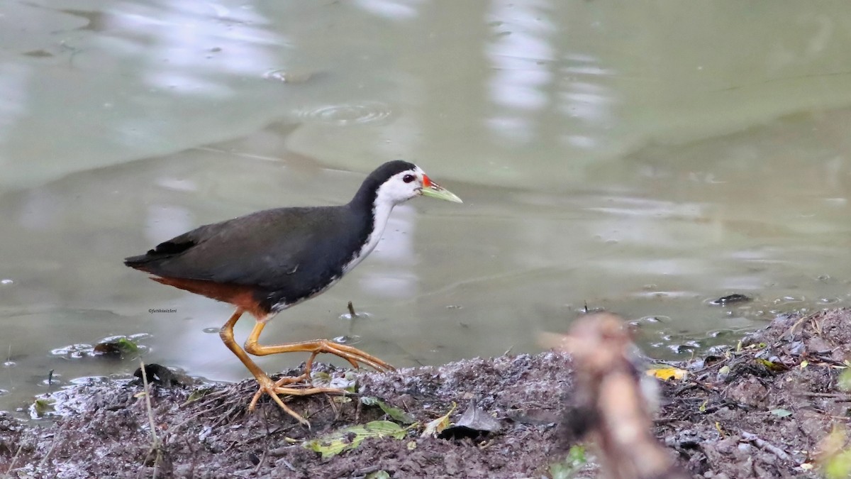 White-breasted Waterhen - ML646633026