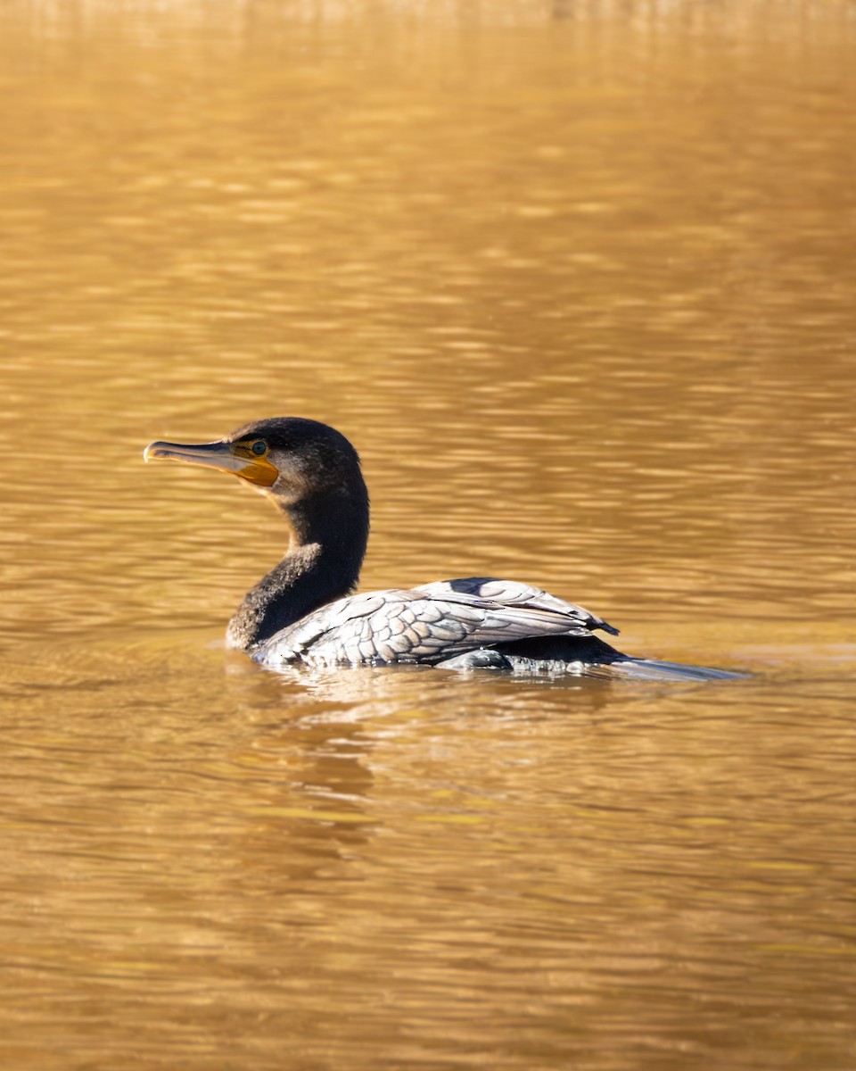 Great Cormorant - ML646633032
