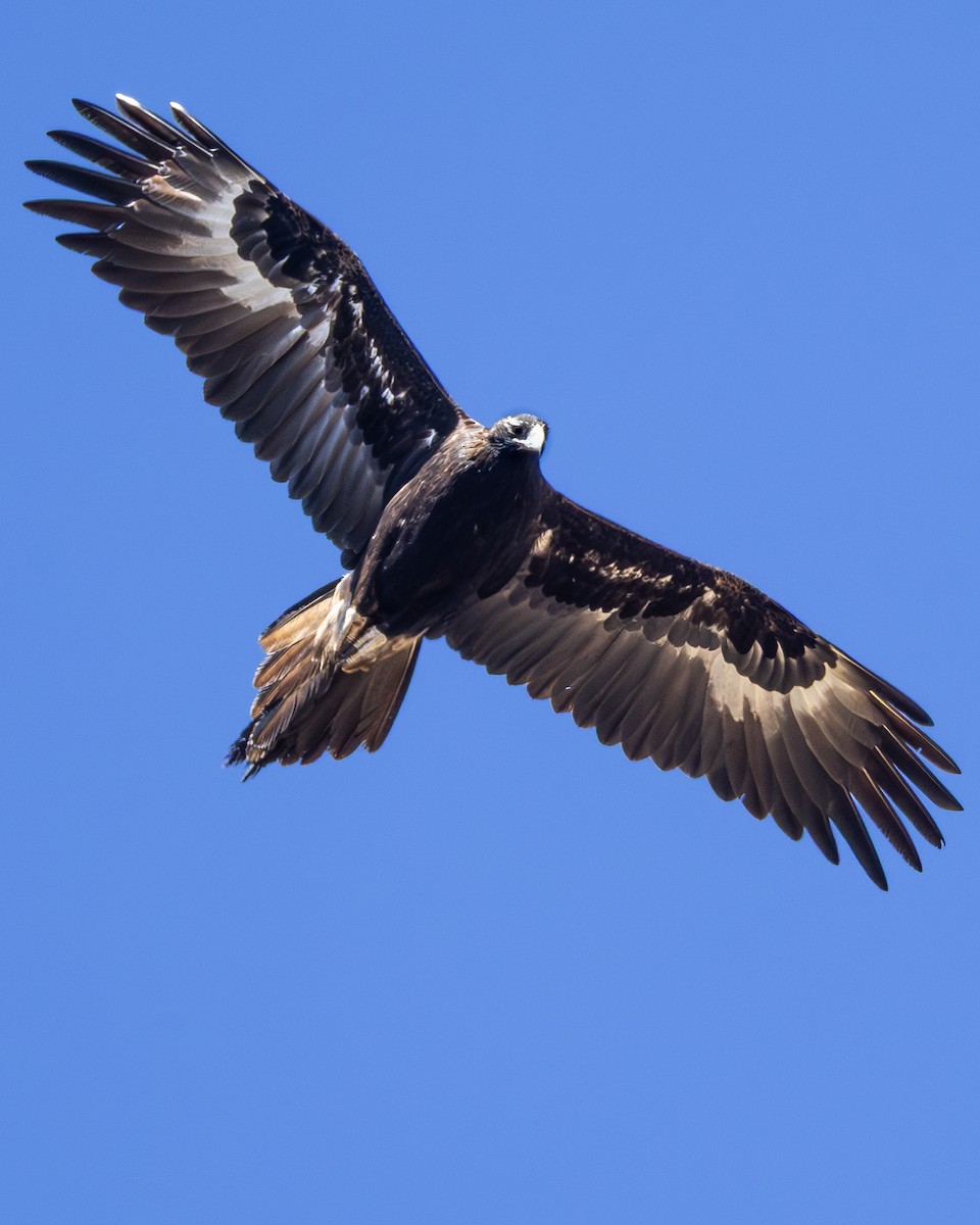 Wedge-tailed Eagle - ML646633033