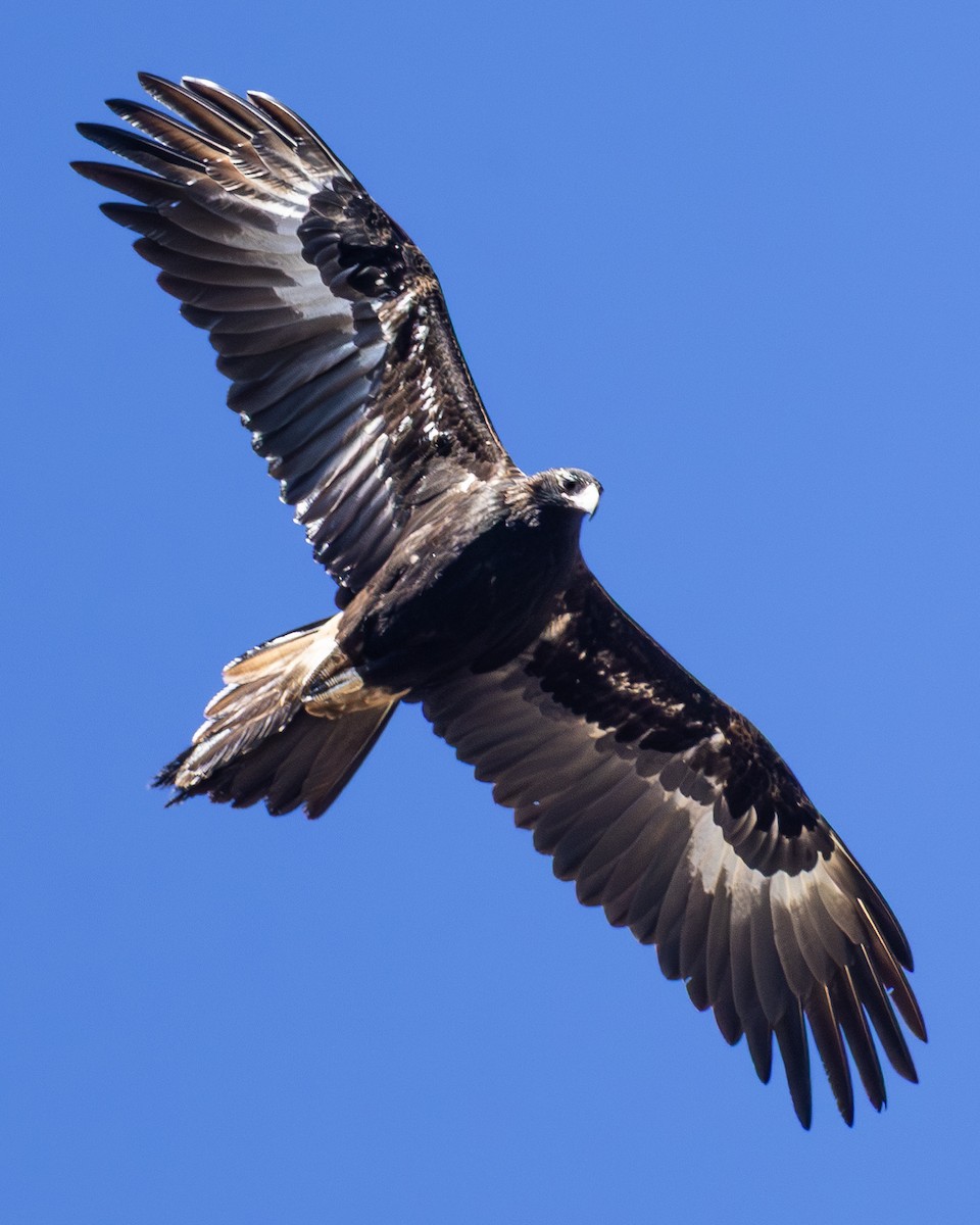 Wedge-tailed Eagle - ML646633034