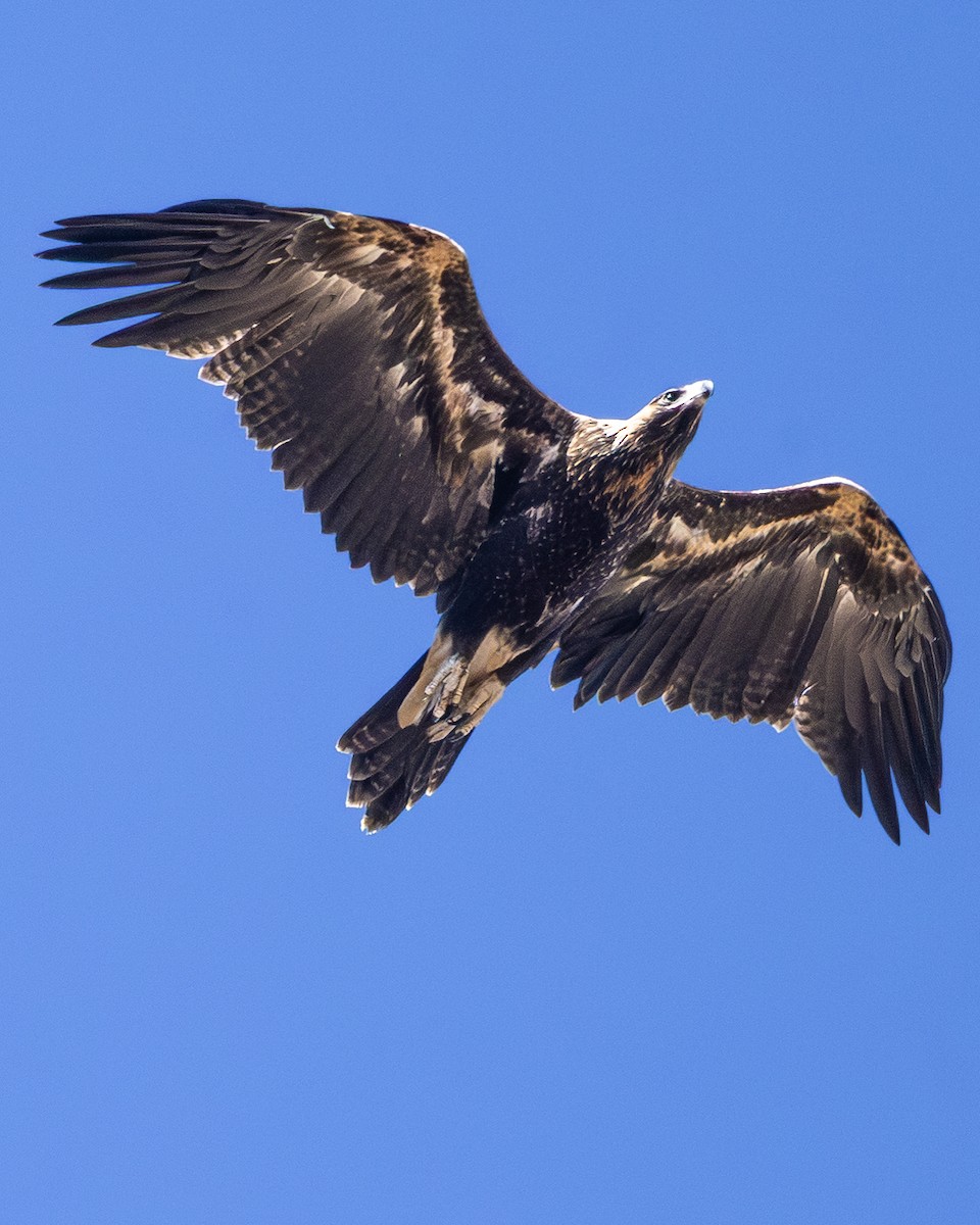 Wedge-tailed Eagle - ML646633035