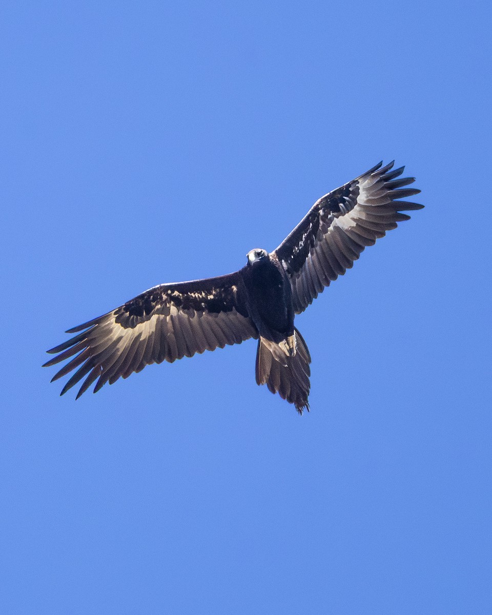 Wedge-tailed Eagle - ML646633036