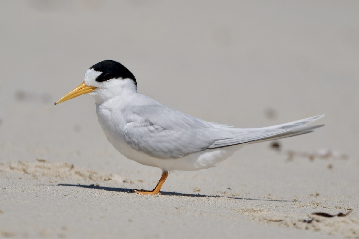 Avustralya Sumrusu - ML646633037