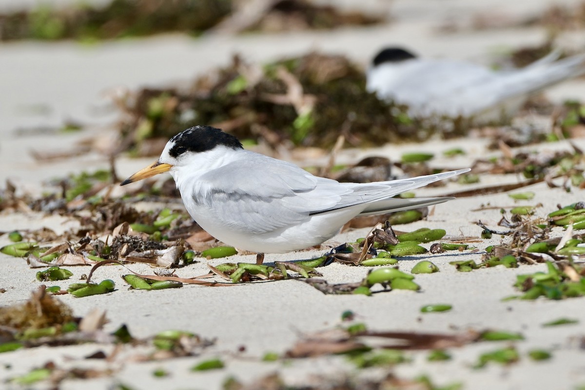 Avustralya Sumrusu - ML646633040