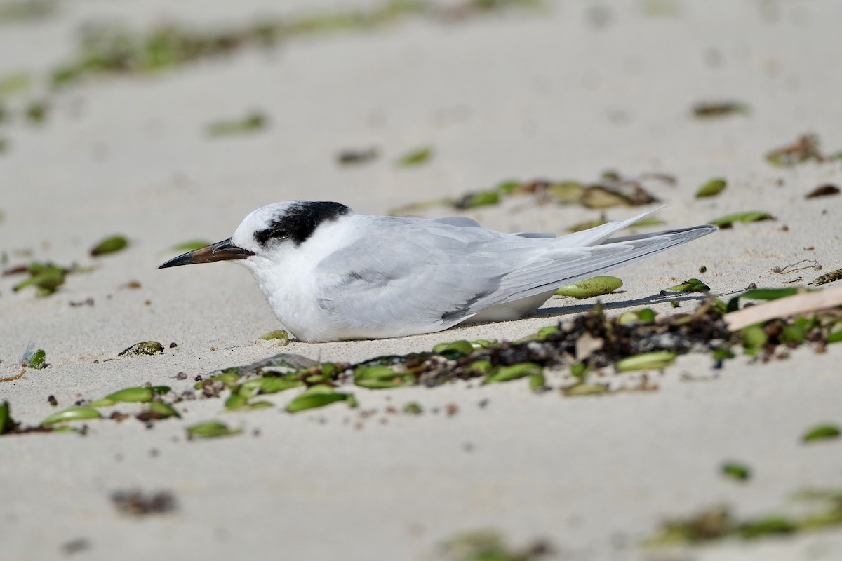 Avustralya Sumrusu - ML646633041