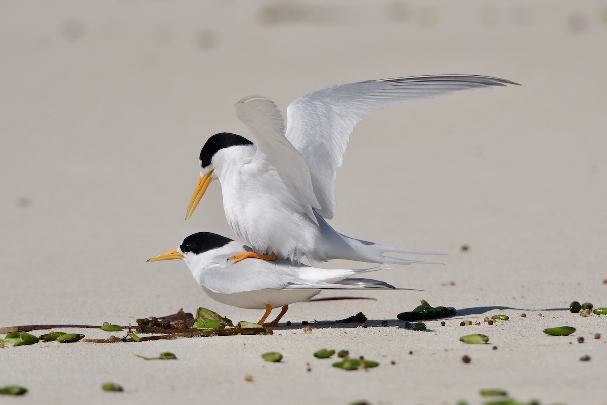 Avustralya Sumrusu - ML646633042