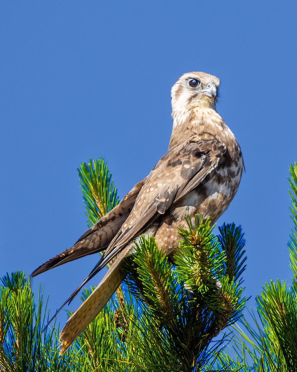 Brown Falcon - ML646633043