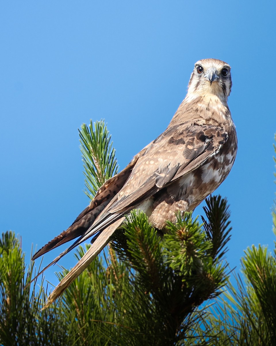 Brown Falcon - ML646633044