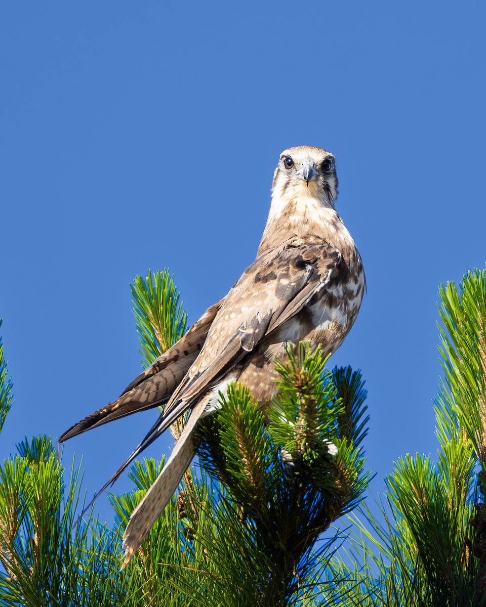 Brown Falcon - ML646633045