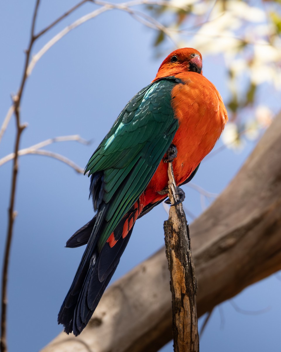Australian King-Parrot - ML646633046