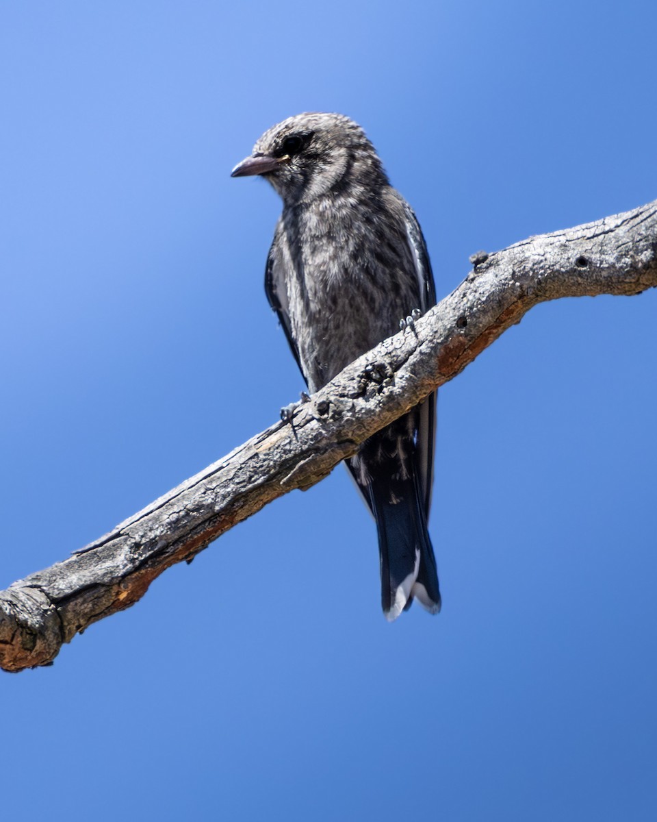 Dusky Woodswallow - ML646633048