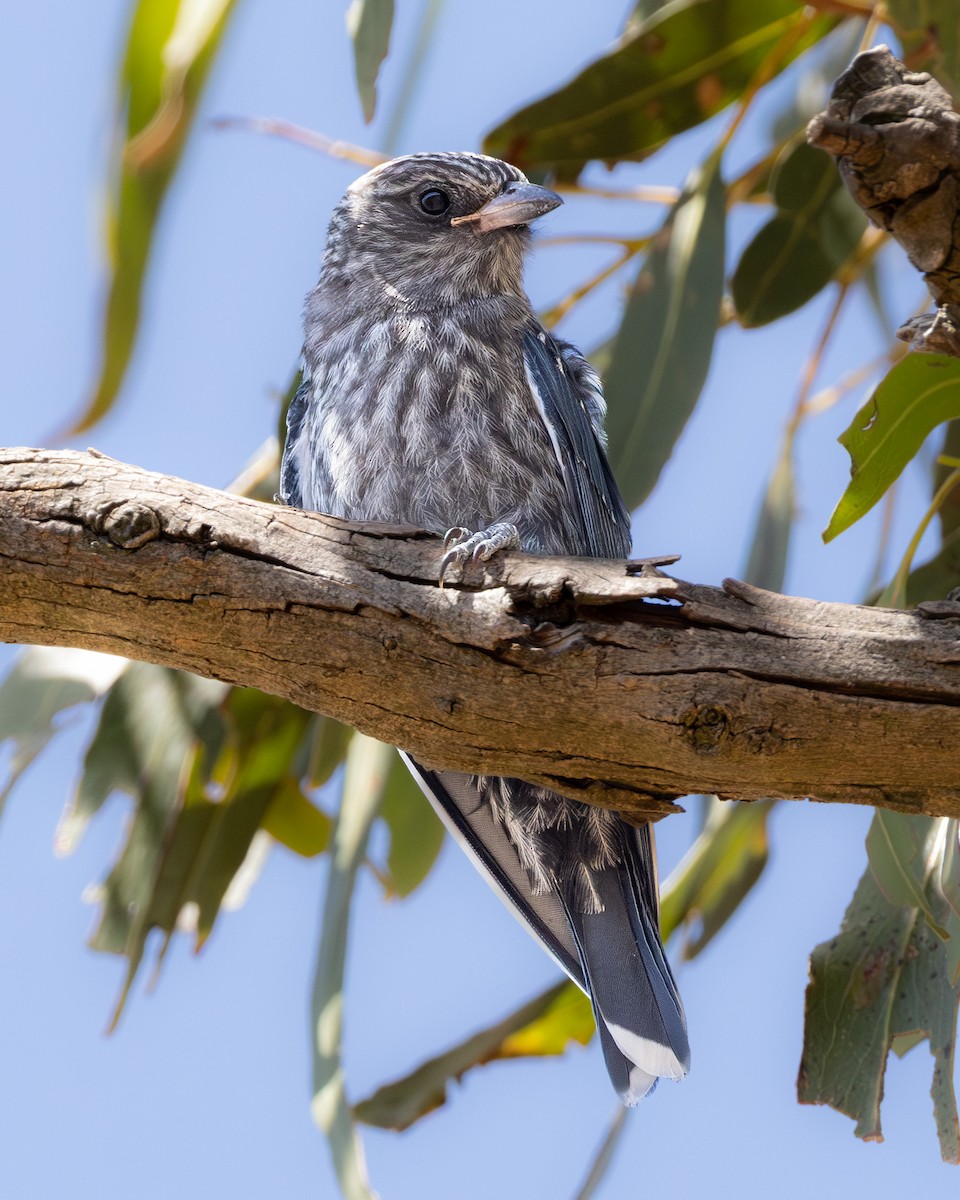 Dusky Woodswallow - ML646633049
