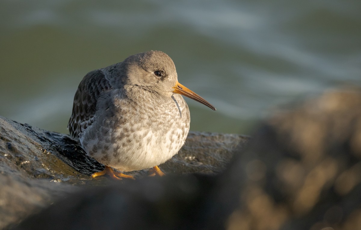 Purple Sandpiper - ML646633051