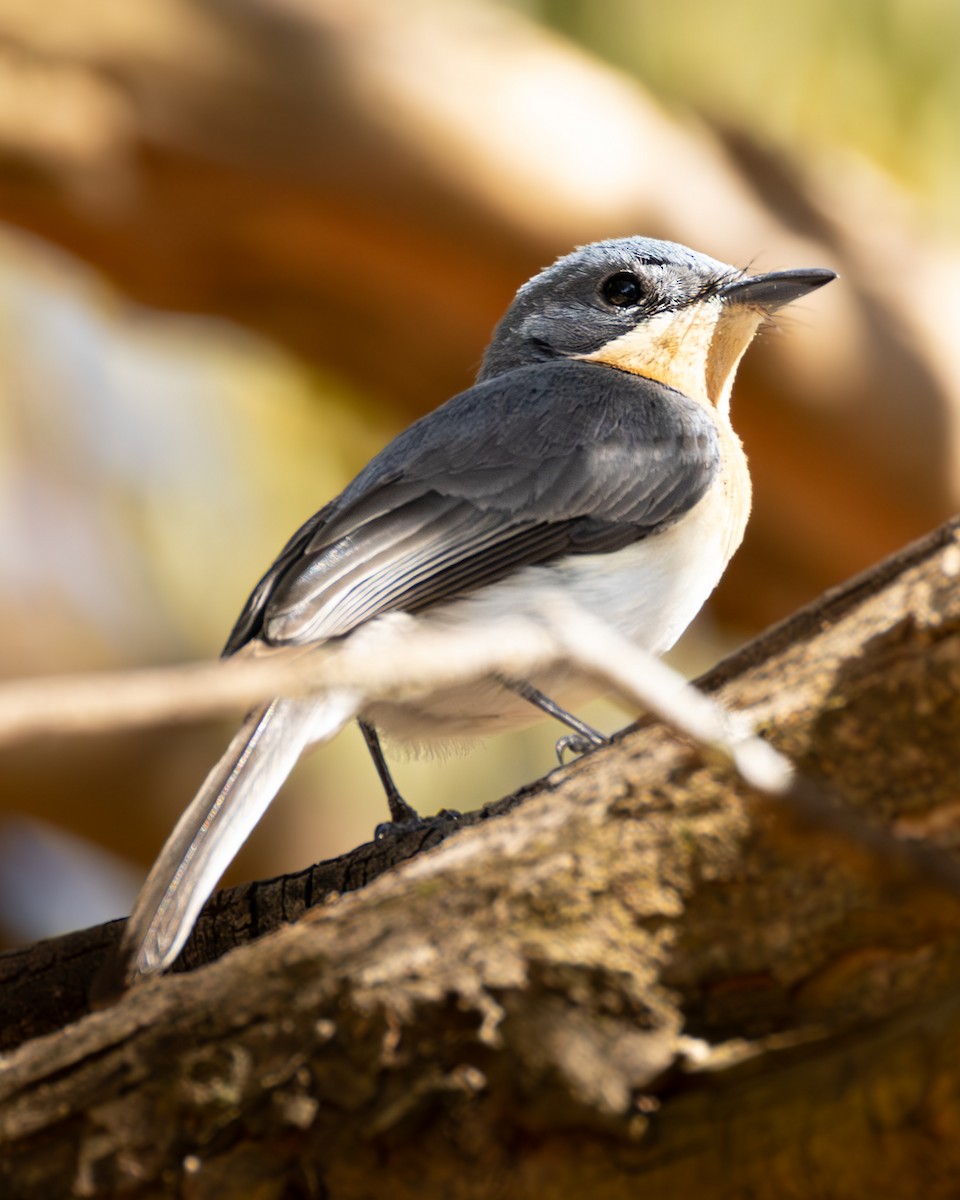 Leaden Flycatcher - ML646633053