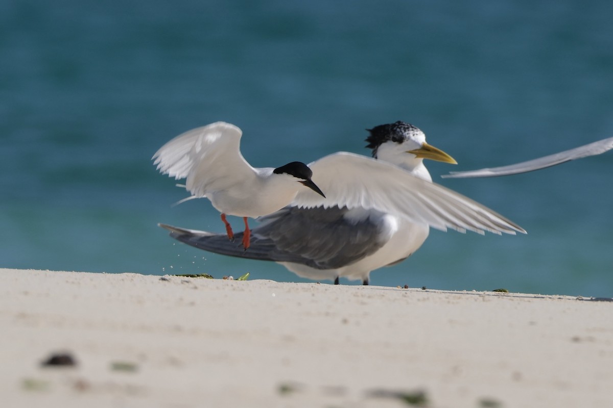 Pembe Sumru - ML646633056