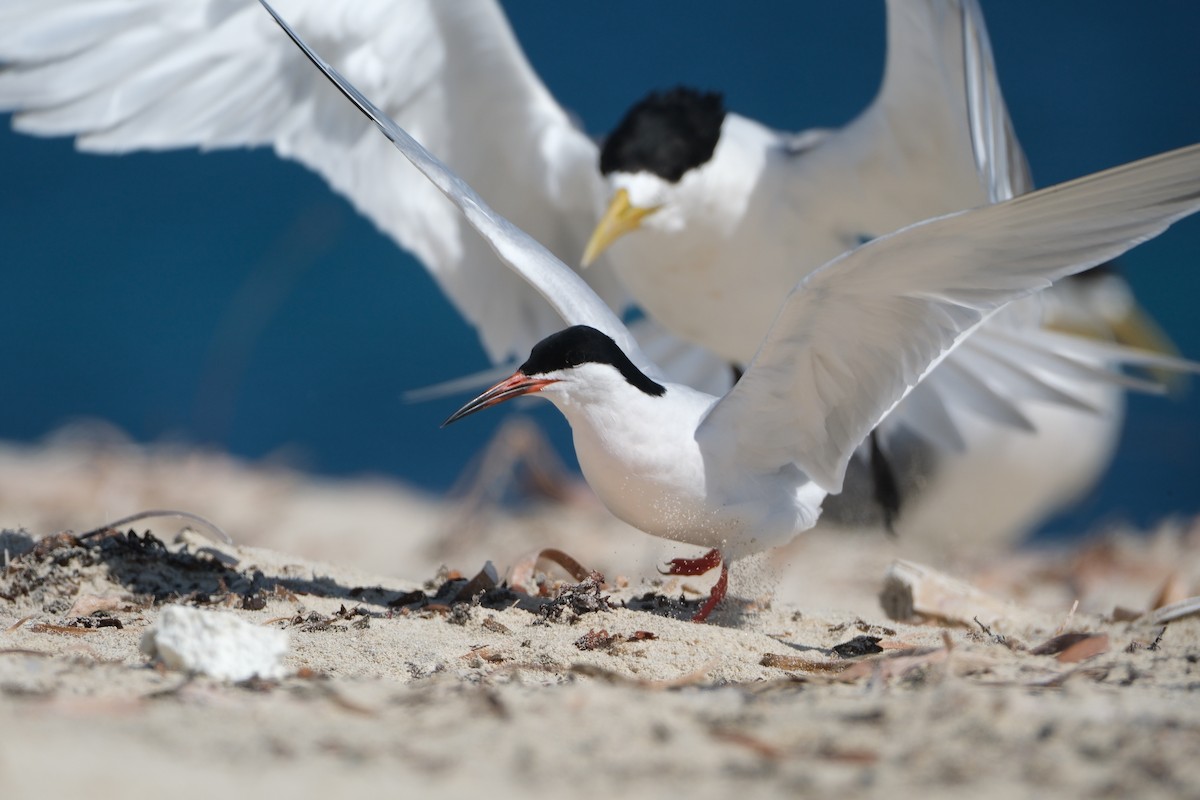 Pembe Sumru - ML646633057