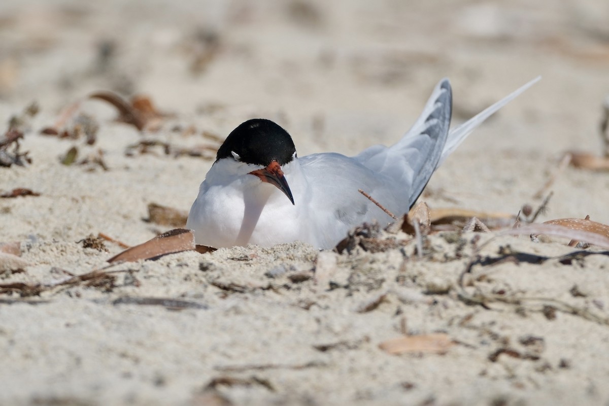 Pembe Sumru - ML646633059