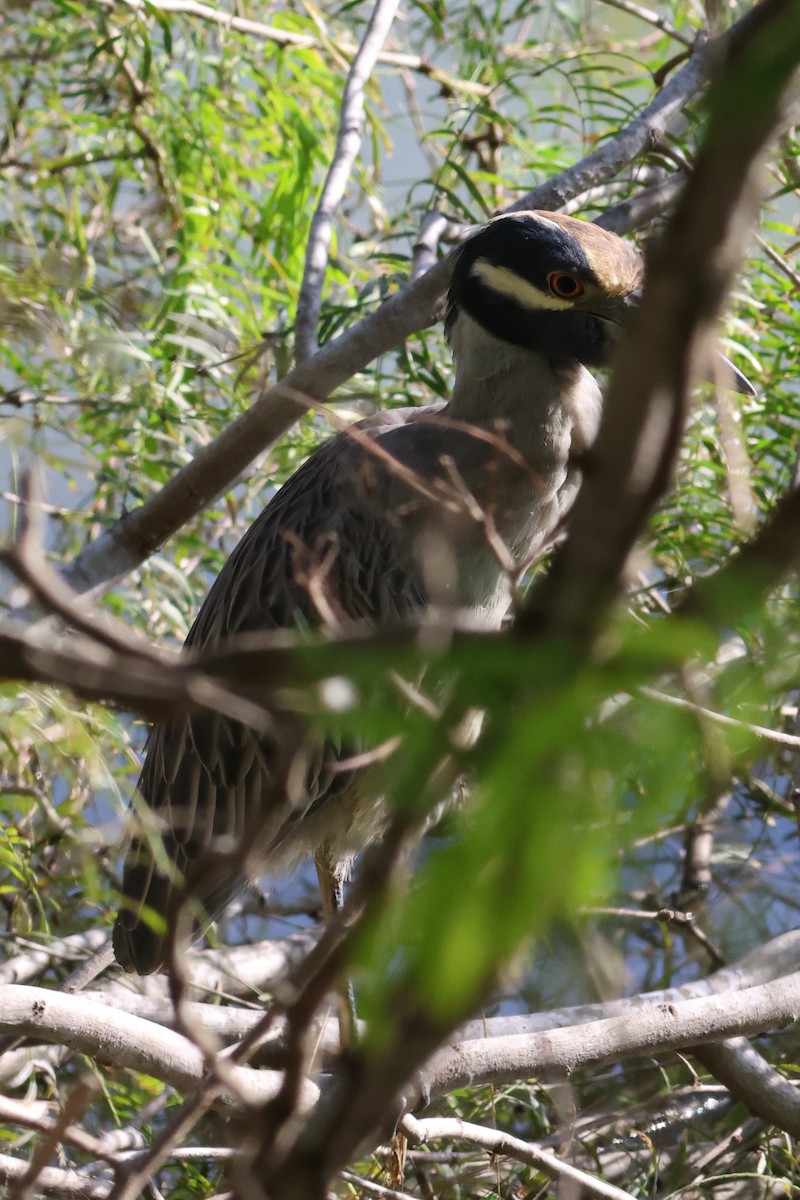 Yellow-crowned Night Heron - ML646633060
