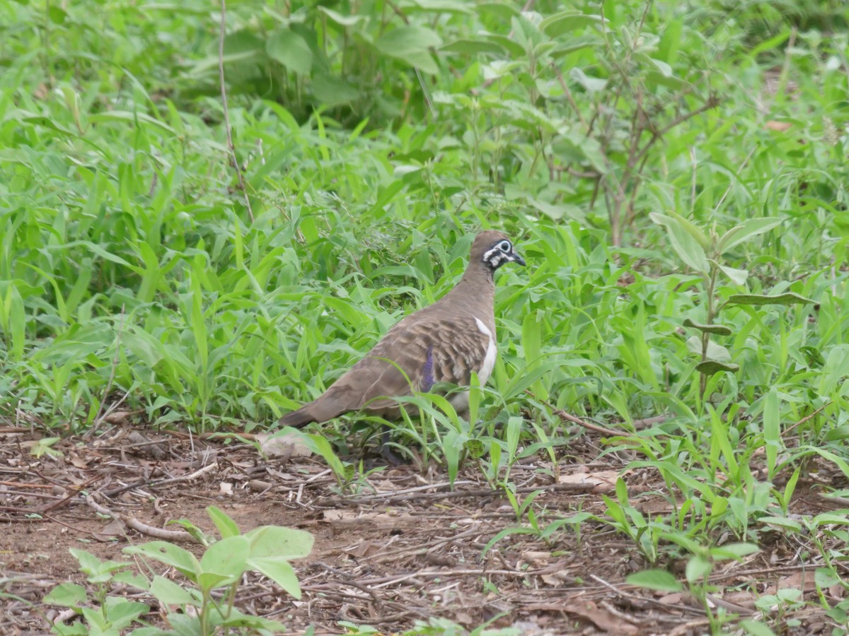 Squatter Pigeon - ML646633061