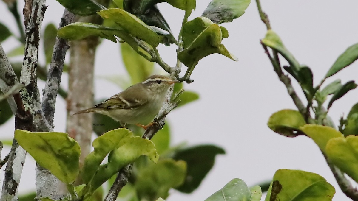 Yellow-browed Warbler - ML646633073