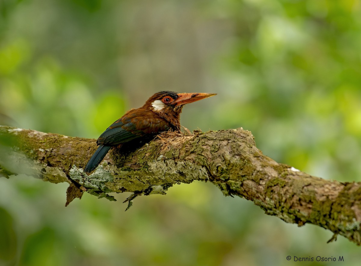 White-eared Jacamar - ML646633074