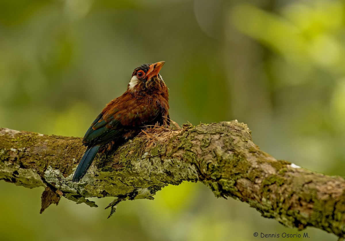 White-eared Jacamar - ML646633075