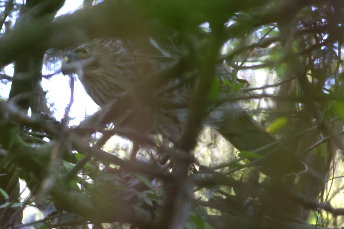 Cooper's Hawk - ML646633077