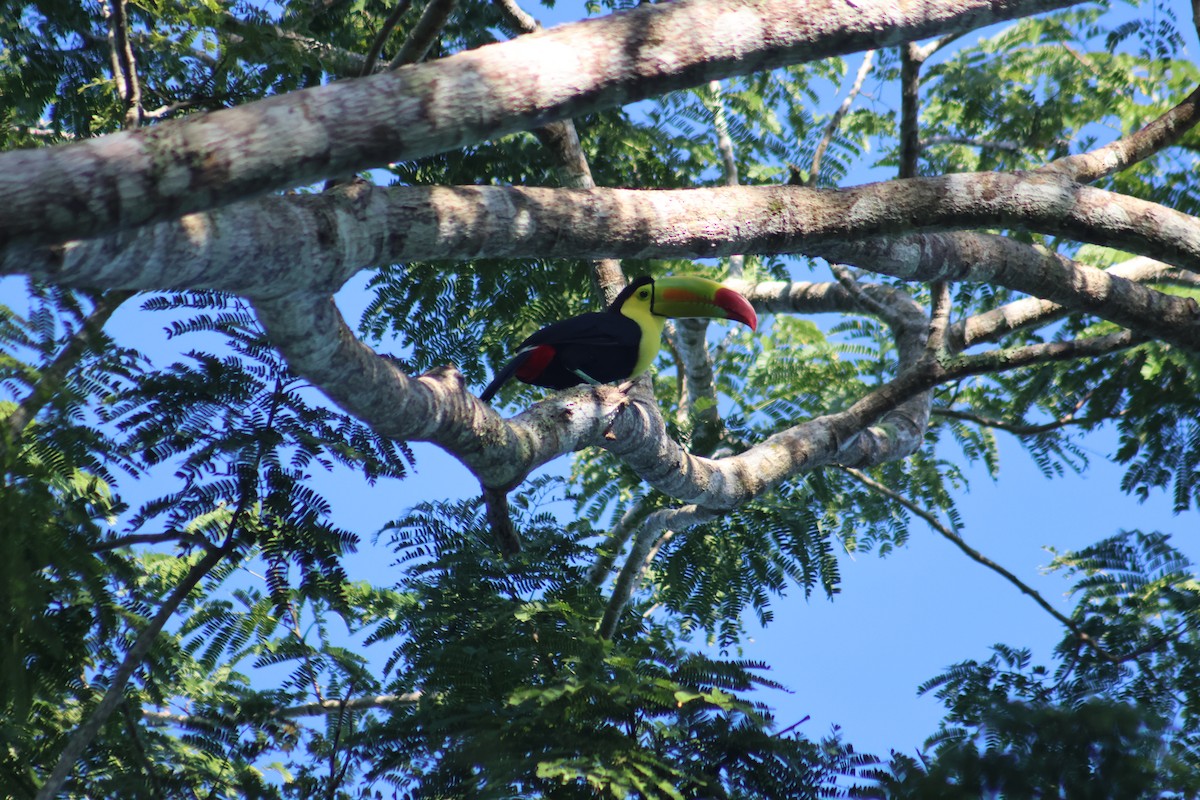 Keel-billed Toucan - ML646633078