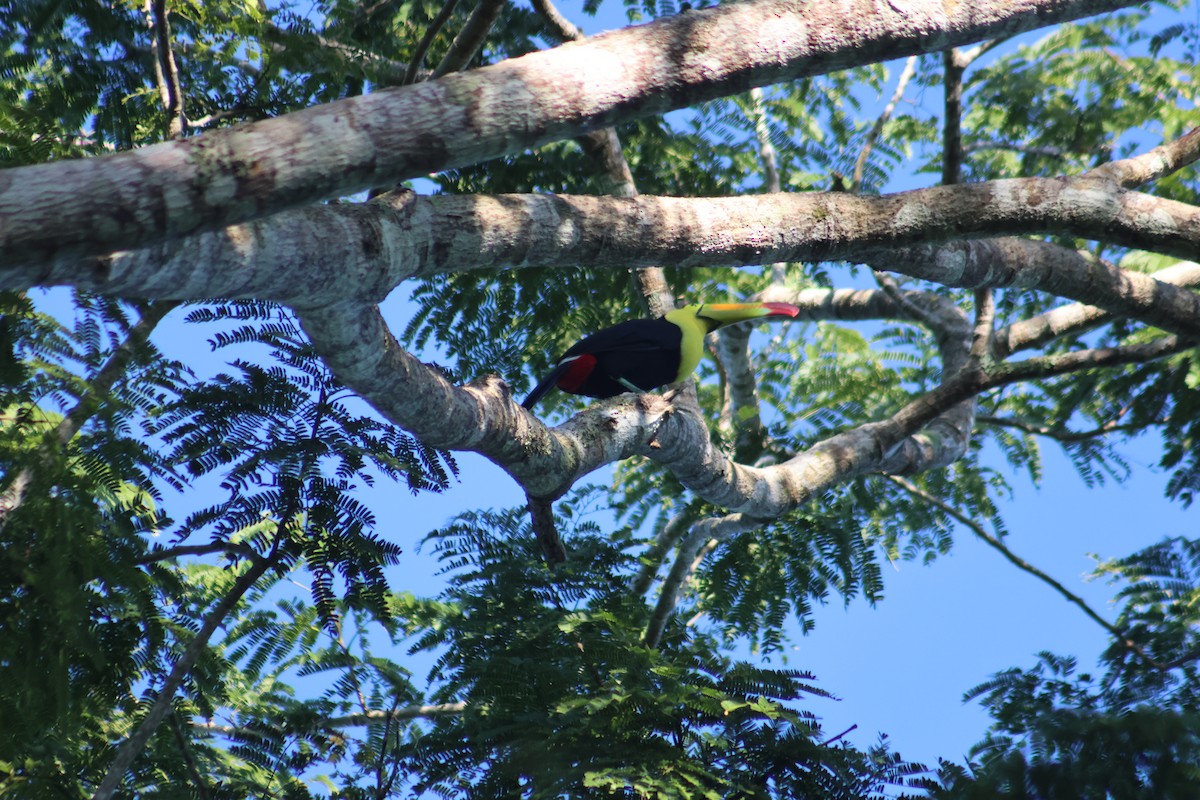 Keel-billed Toucan - ML646633079