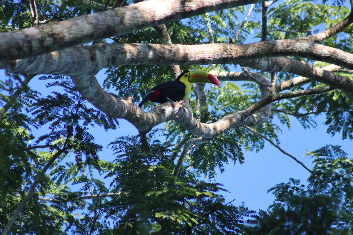 Keel-billed Toucan - ML646633080