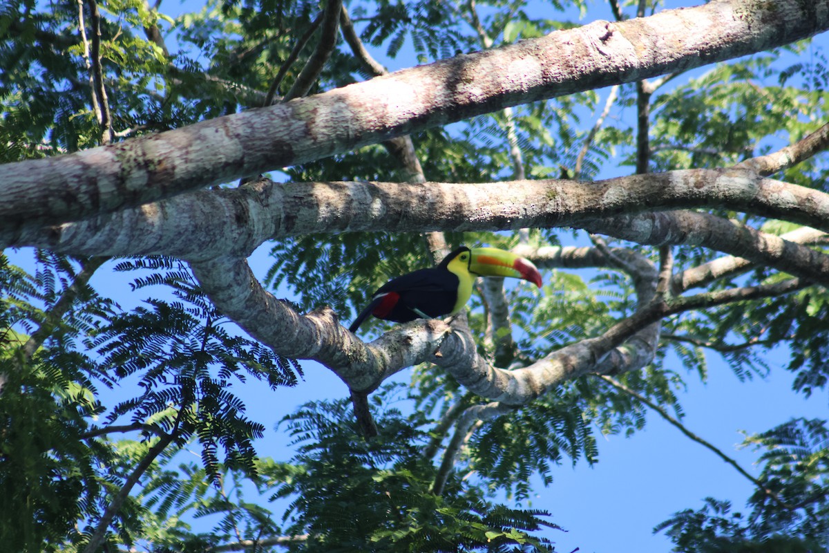 Keel-billed Toucan - ML646633081