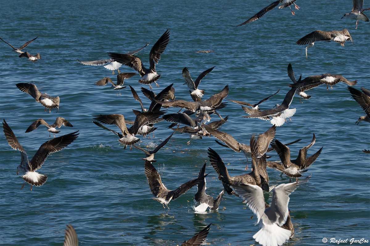 Lesser Black-backed Gull - ML646633082