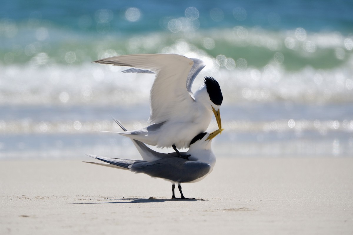 Tepeli Büyük Sumru - ML646633085