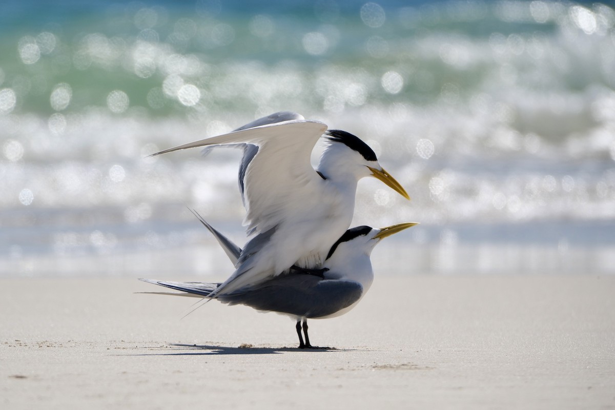 Tepeli Büyük Sumru - ML646633086