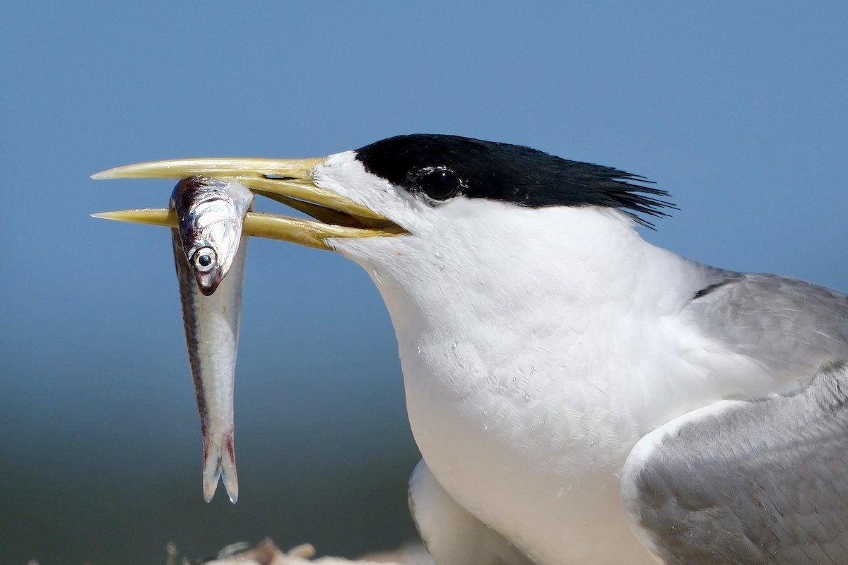 Tepeli Büyük Sumru - ML646633087