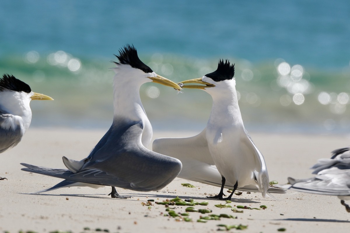 Tepeli Büyük Sumru - ML646633089