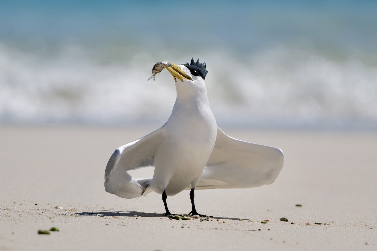 Tepeli Büyük Sumru - ML646633091