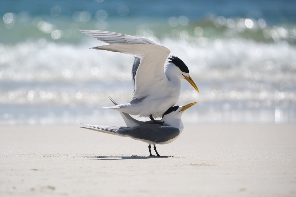 Tepeli Büyük Sumru - ML646633093