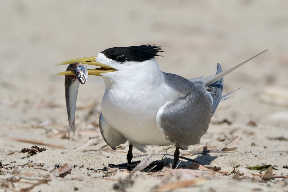 Tepeli Büyük Sumru - ML646633094