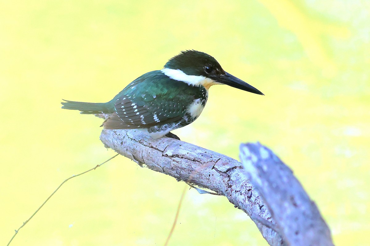 Green Kingfisher - ML646633098