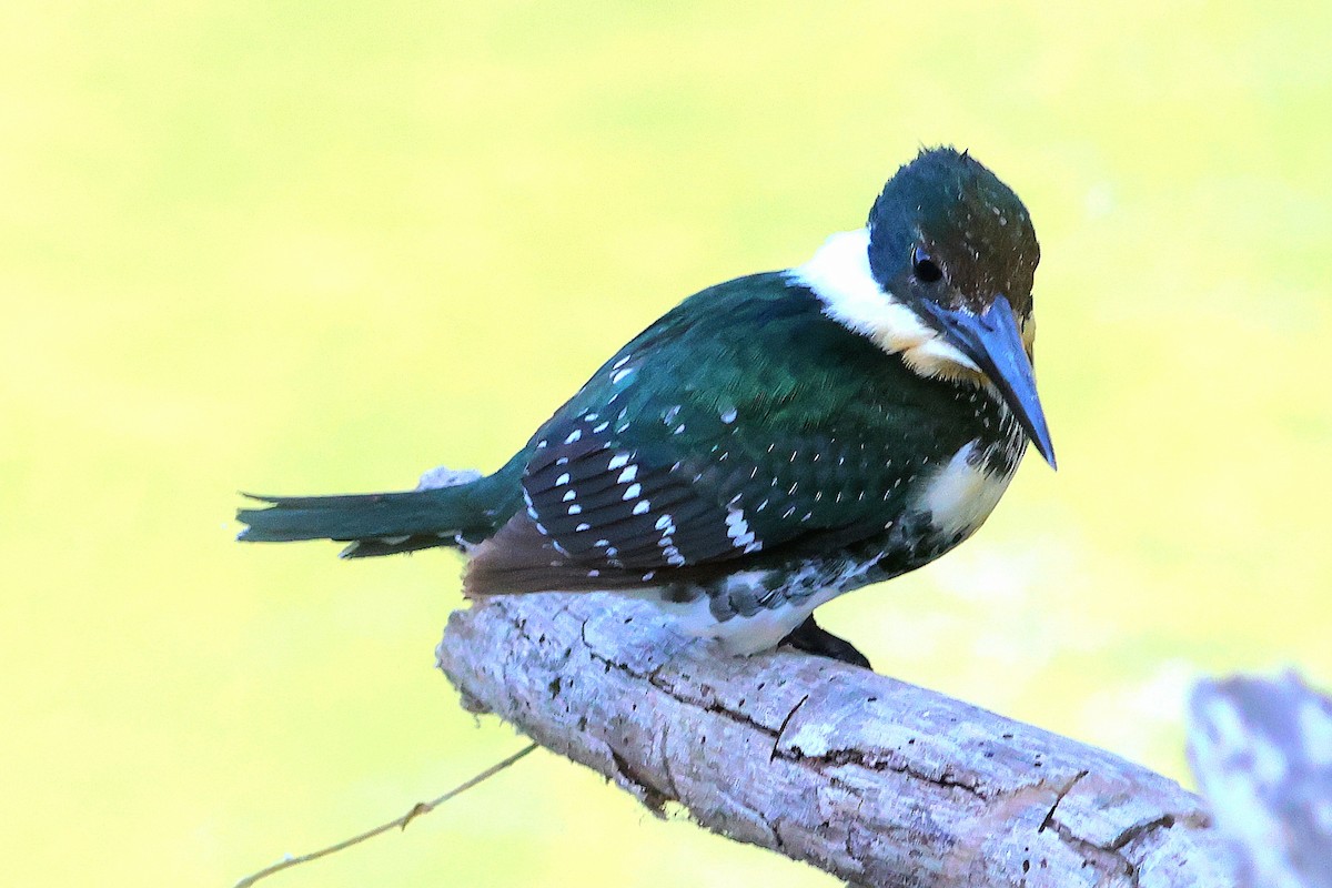 Green Kingfisher - ML646633099