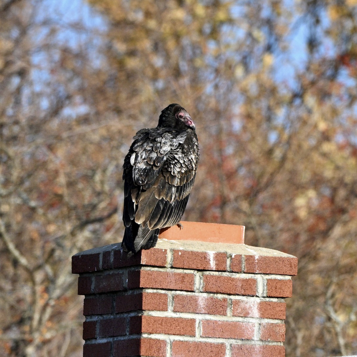 Turkey Vulture - ML646633102