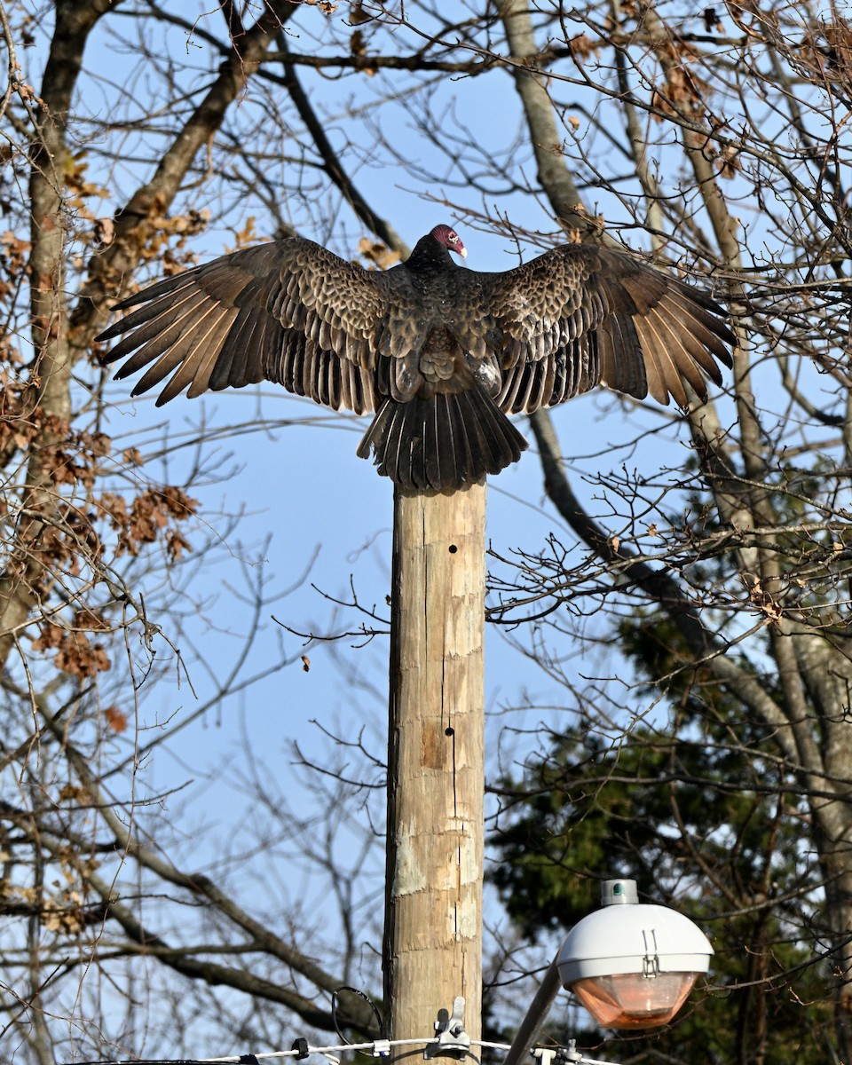 Turkey Vulture - ML646633105