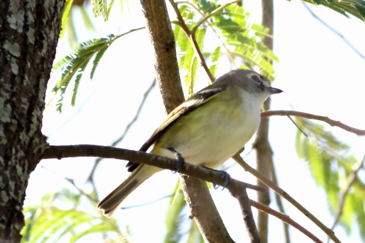 Blue-headed Vireo - ML646633107
