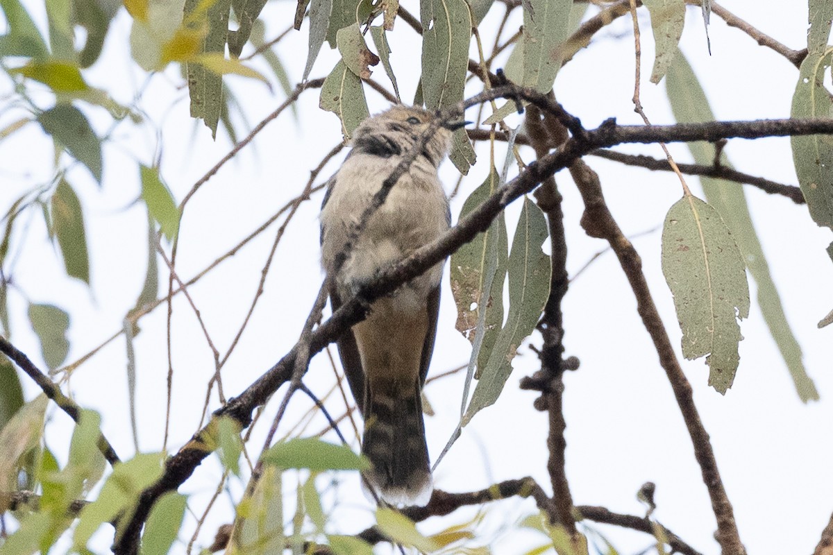 Black-eared Cuckoo - ML646633108